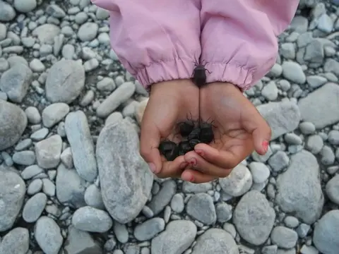 Gandi Puk Digaru/pahwaü