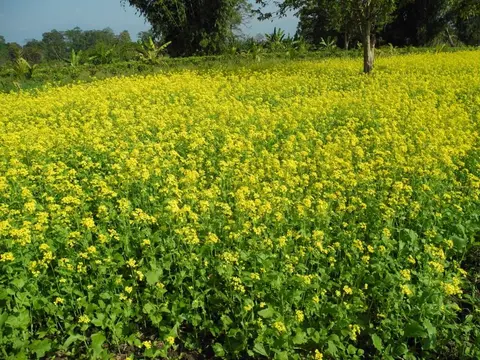 Mustard cultivation digaru/tu kalyaw