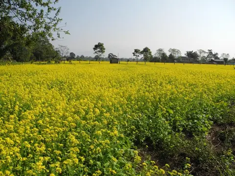 Mustard cultivation/tu kalyaw